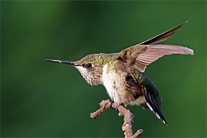 hummingbird photo