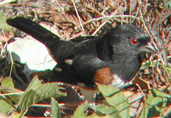 eastern towhee