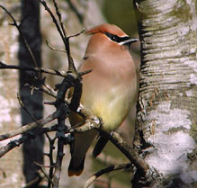 cedar waxwing