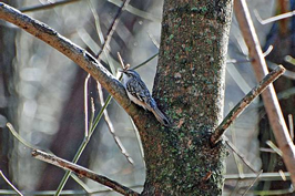 Brown creeper