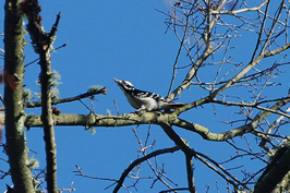 Hairy woodpecker