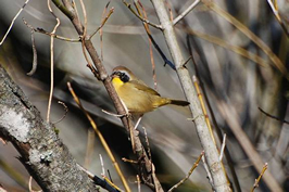Common Yellowthroat