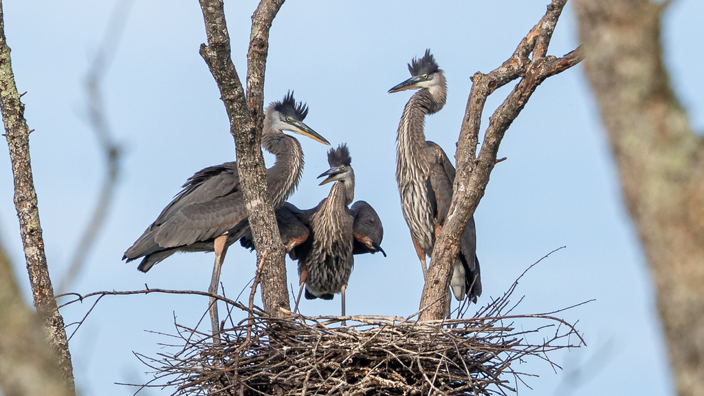 Great Blue Herons