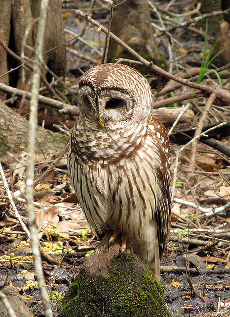Barred Owl